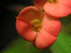 Кактус в цвете